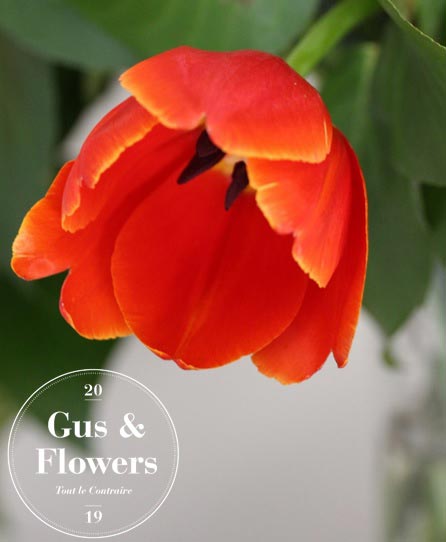 gusandflowers-ramo-rojo2